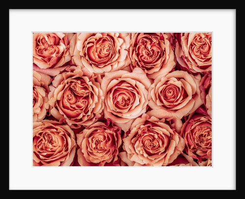 Background of roses by Assaf Frank